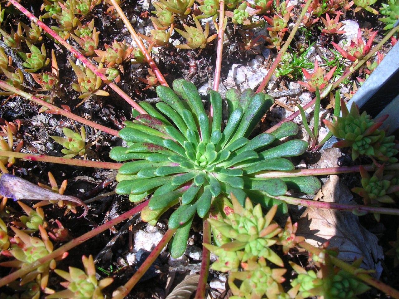 Lewisia columbiana — search result for 'Montiaceae'