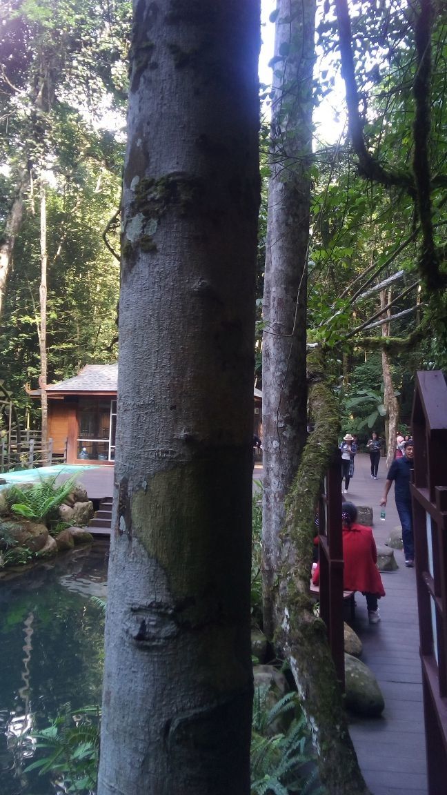 Antiaris toxicaria bark