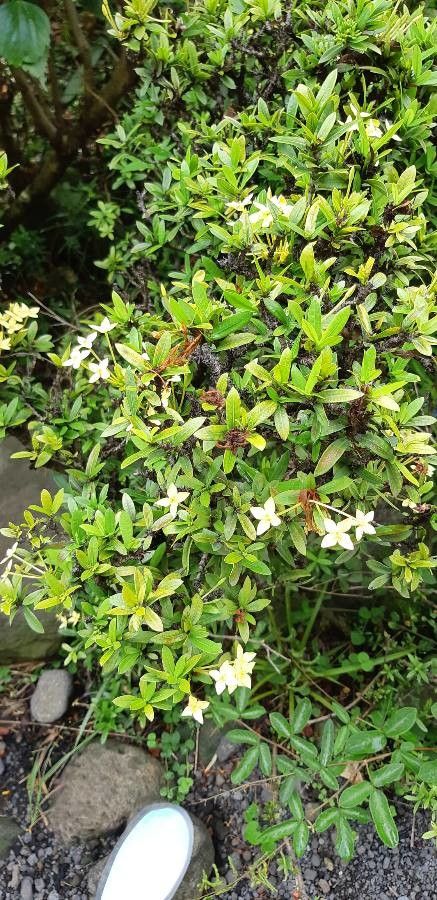 Malacothamnus davidsonii habit