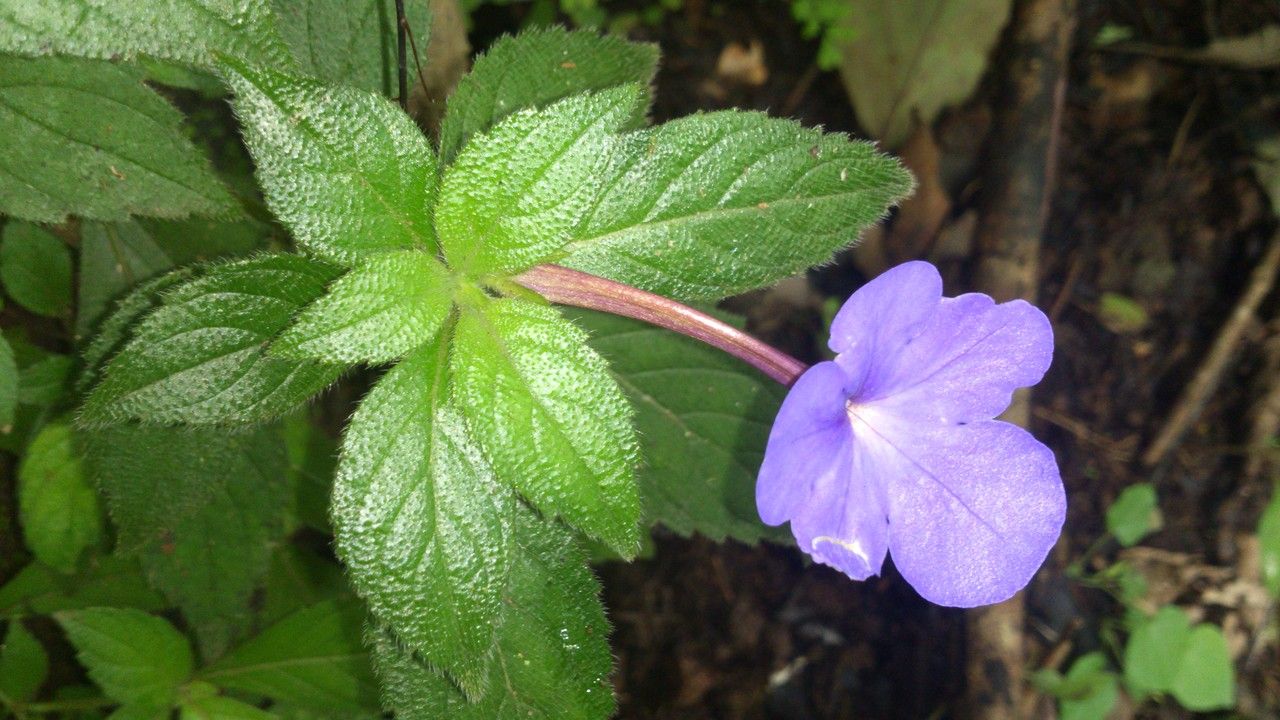 Achimenes longiflora — search result for 'Guatemala'
