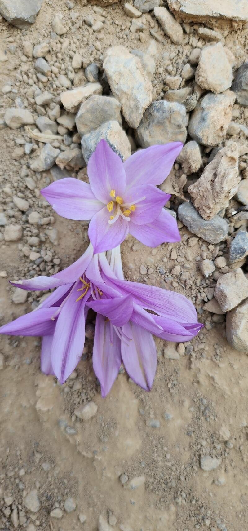Colchicum persicum — search result for 'Colchicum'