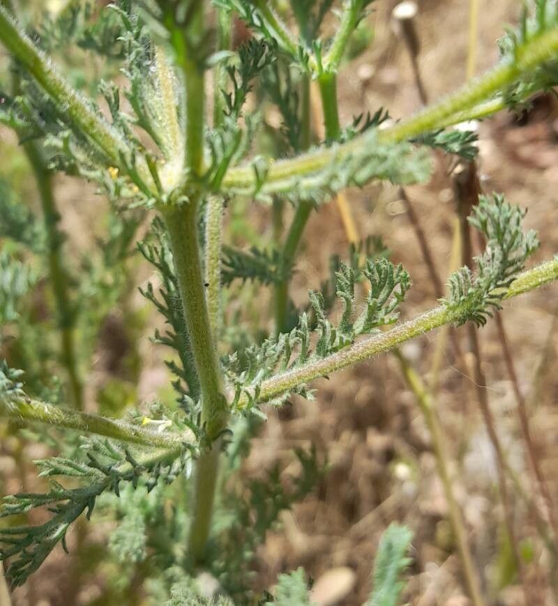 Cladanthus mixtus — houseplant care guide