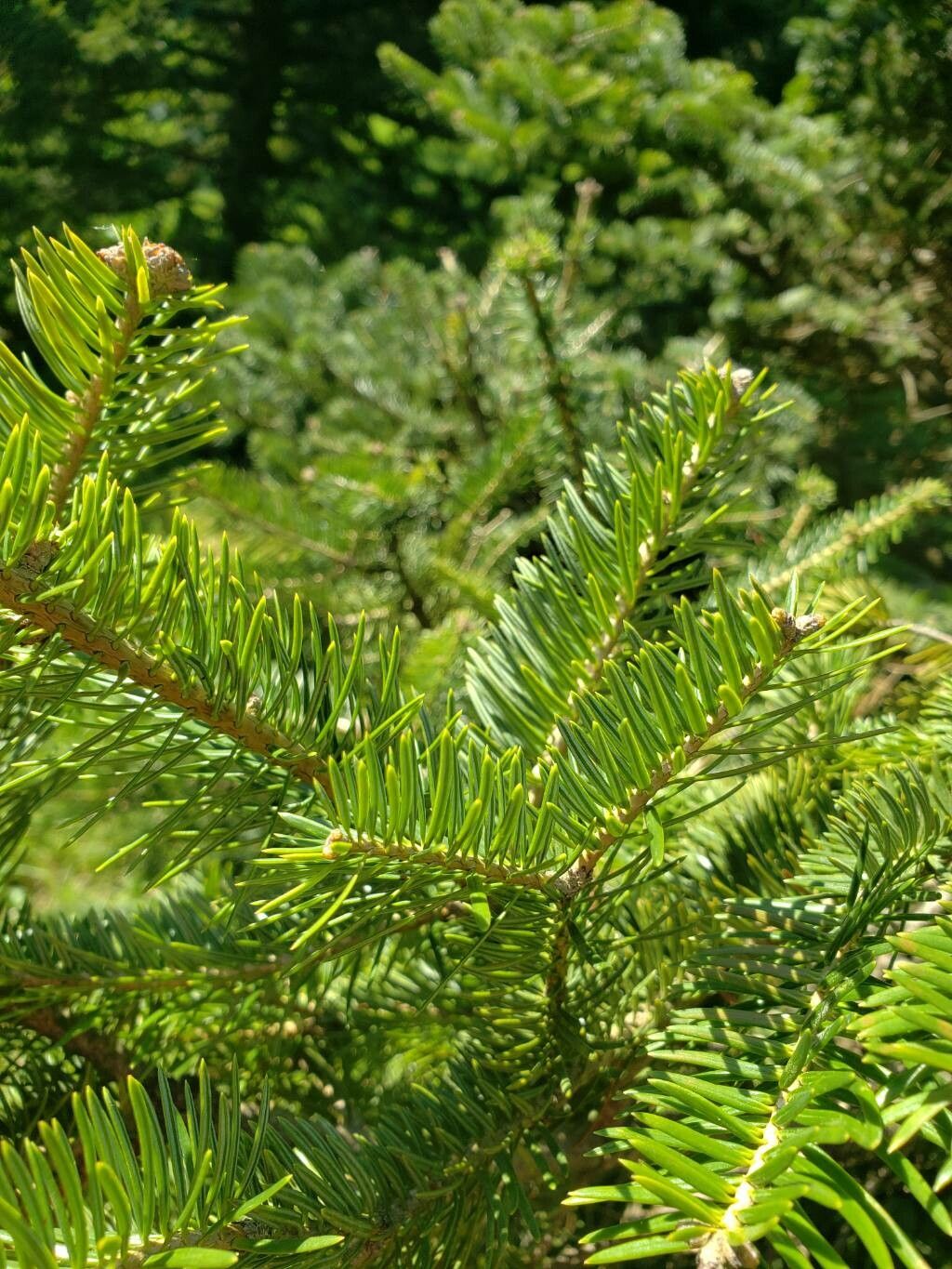 Abies squamata — search result for 'Pinaceae'