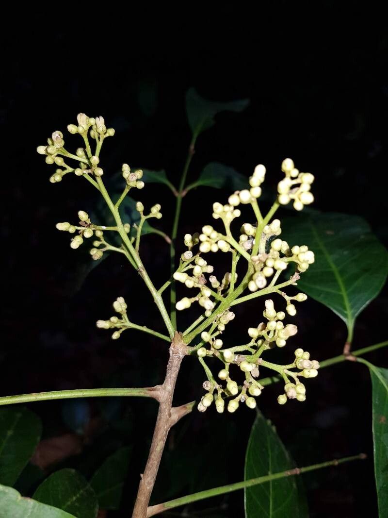 Protium stevensonii flower
