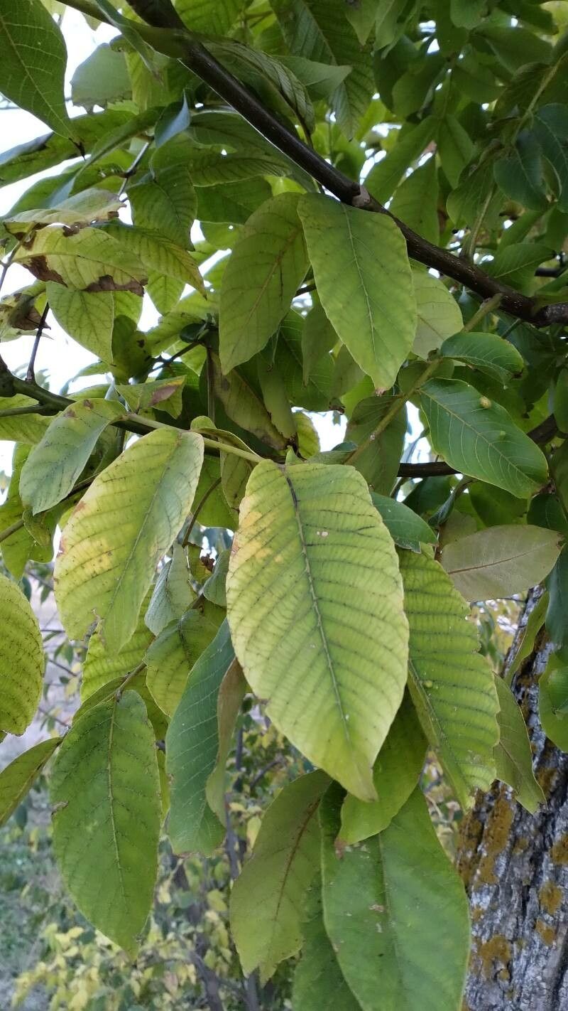 Annona purpurea leaf