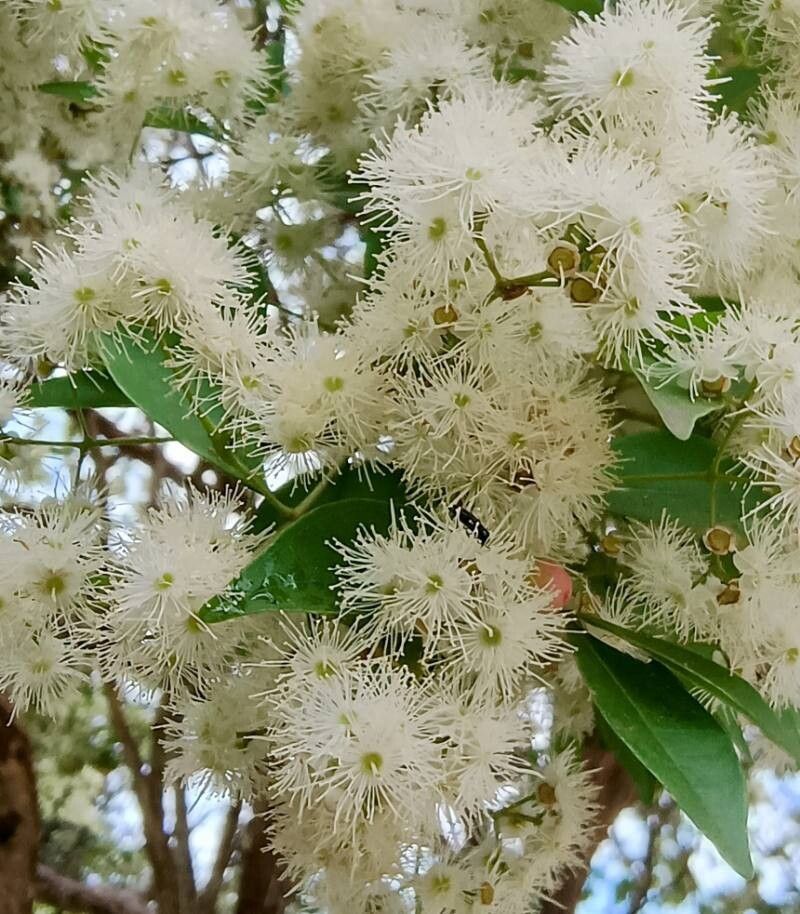 Myrciaria tenella — houseplant care guide