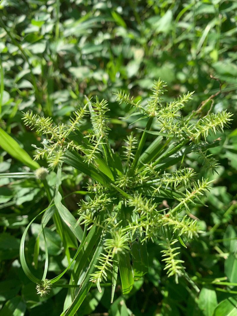 Cyperus meyenianus flower
