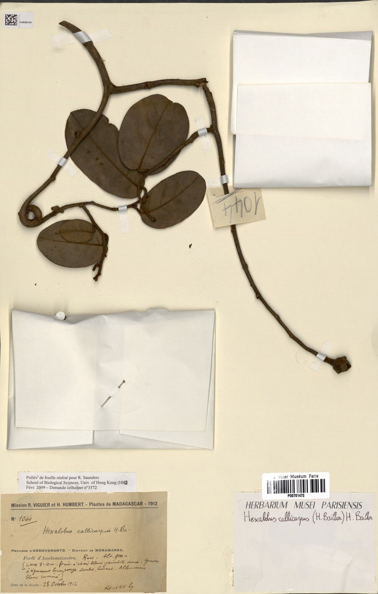 Uvaria callicarpa — search result for 'Callicarpa'