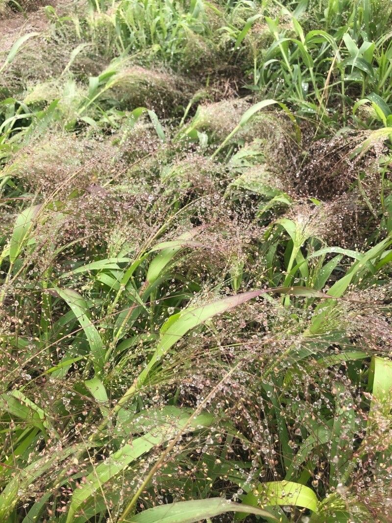 Panicum capillare flower