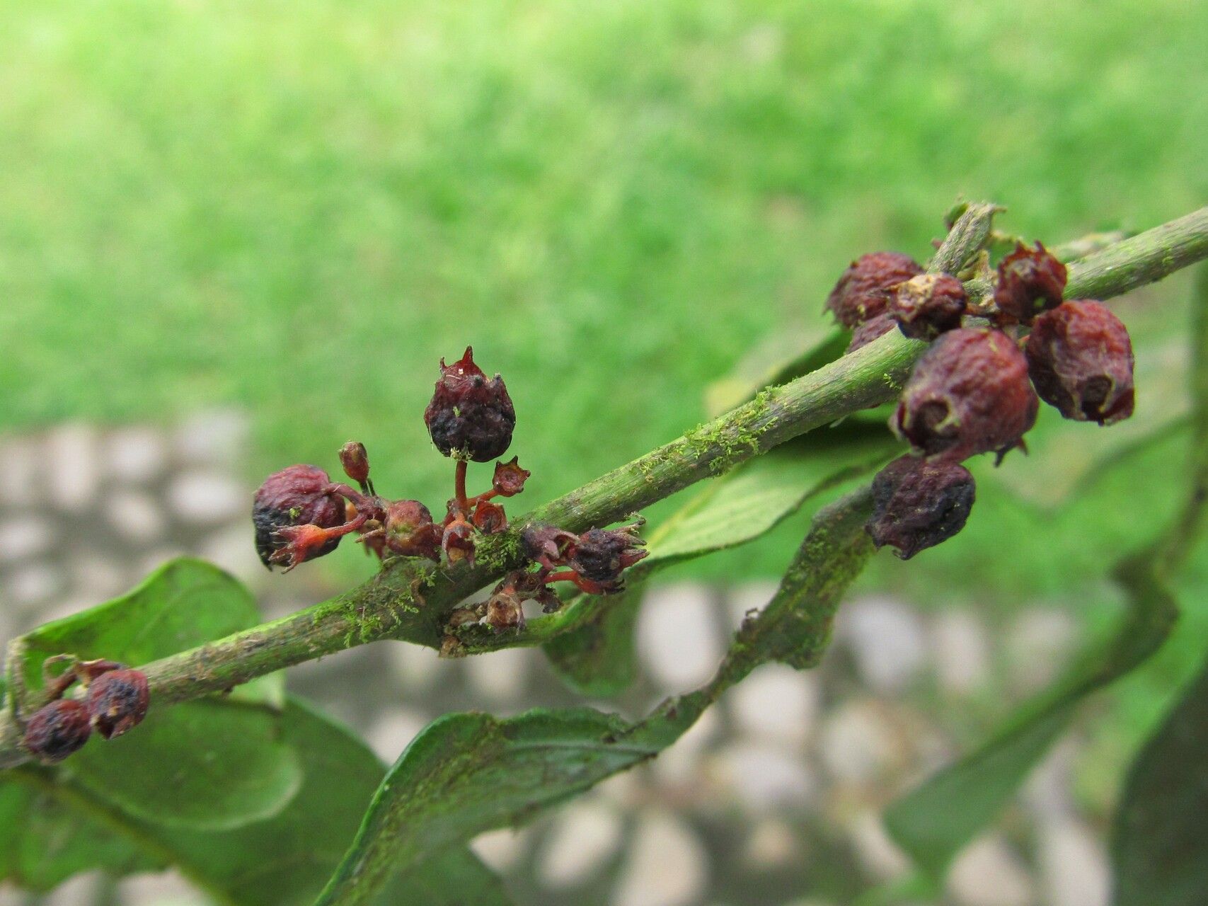 Pauridiantha paucinervis — houseplant care guide