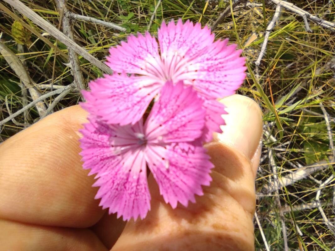 Dianthus collinus — houseplant care guide