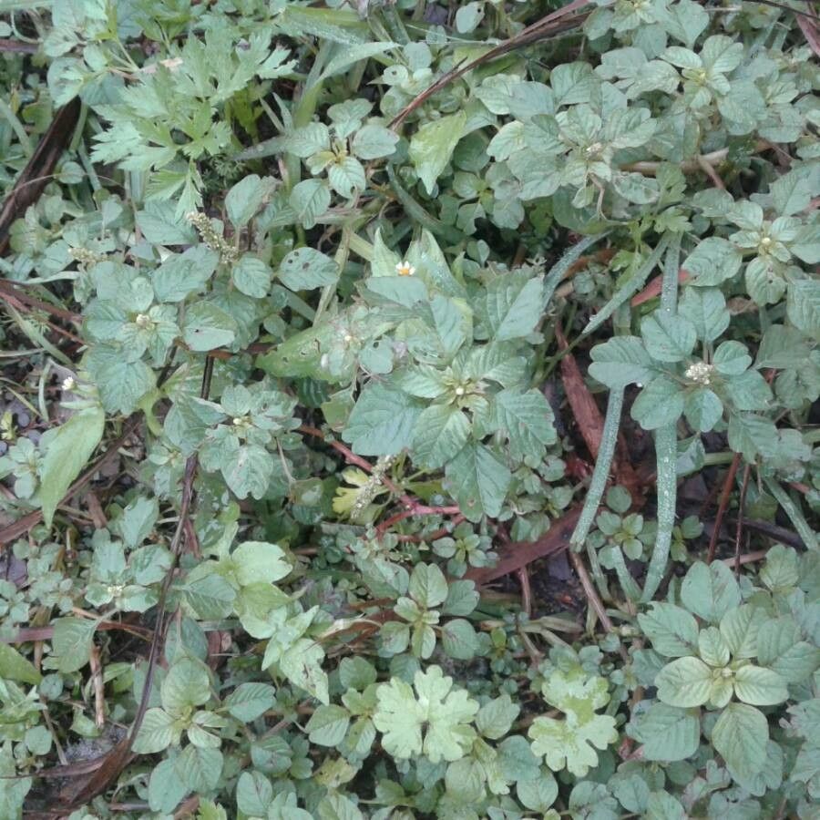 Amaranthus polygonoides leaf