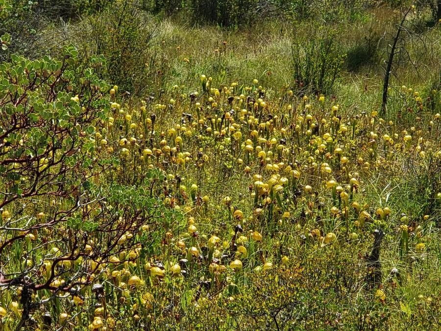Darlingtonia californica habit