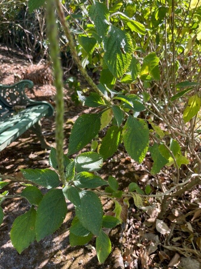Stachytarpheta frantzii leaf