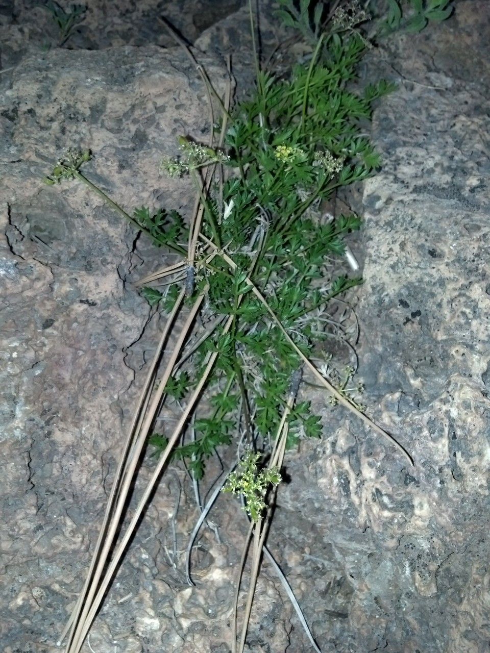 Cymopterus hallii habit