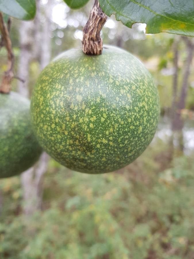 Strychnos spinosa fruit