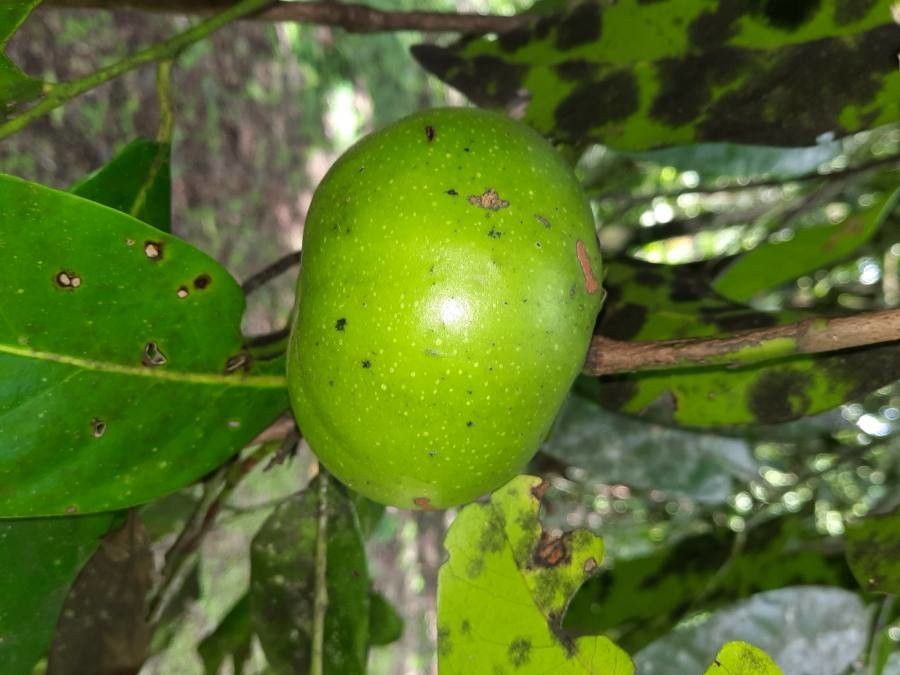 Diospyros digyna fruit