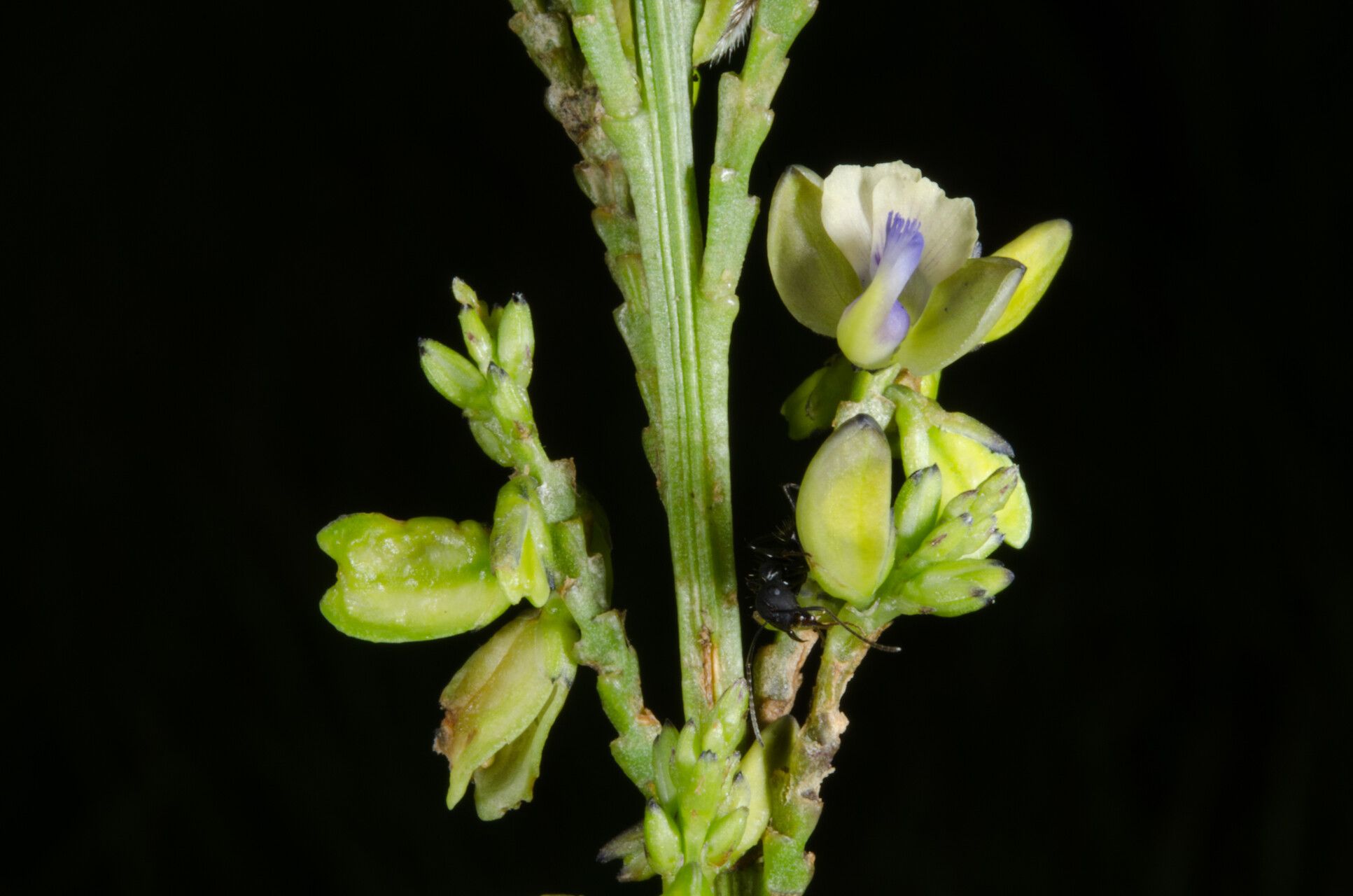 Polygala acicularis — related species from the same genus