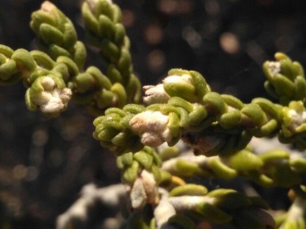 Thymelaea hirsuta fruit