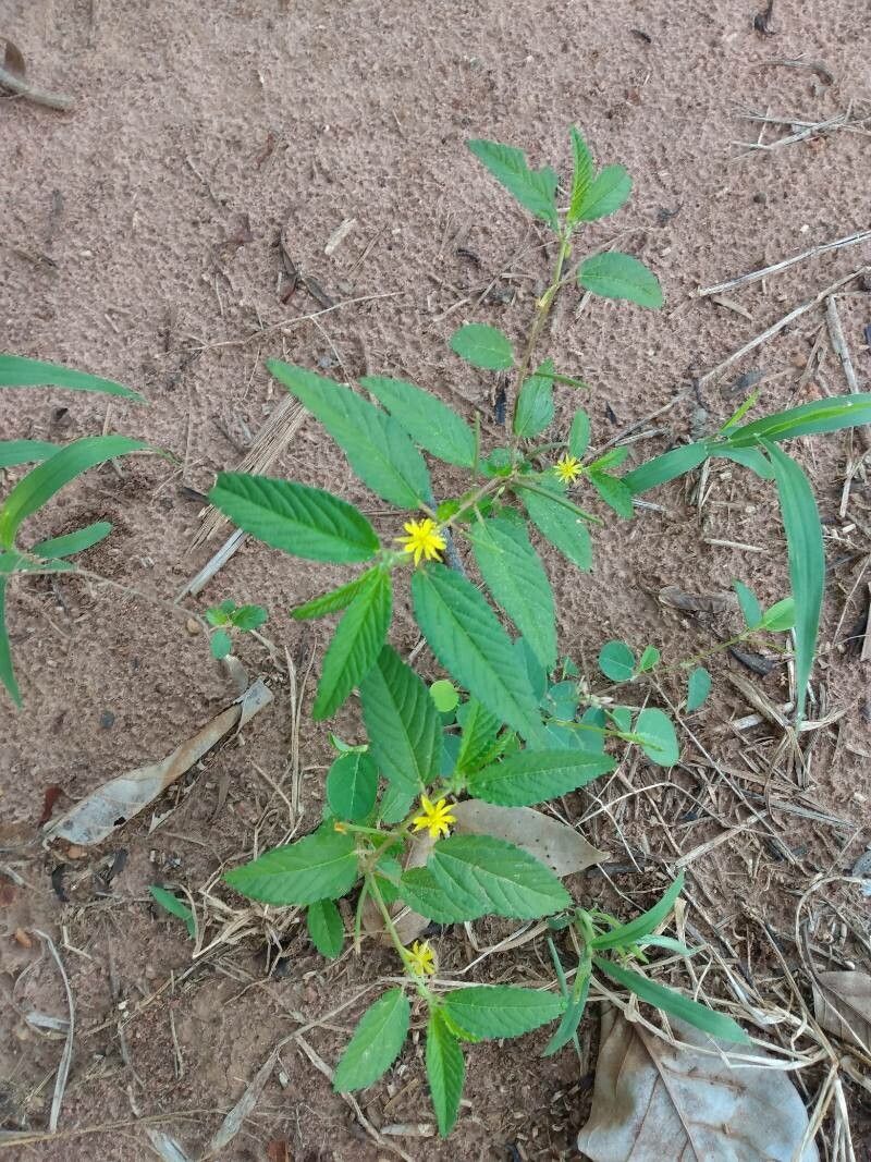 Corchorus hirtus habit