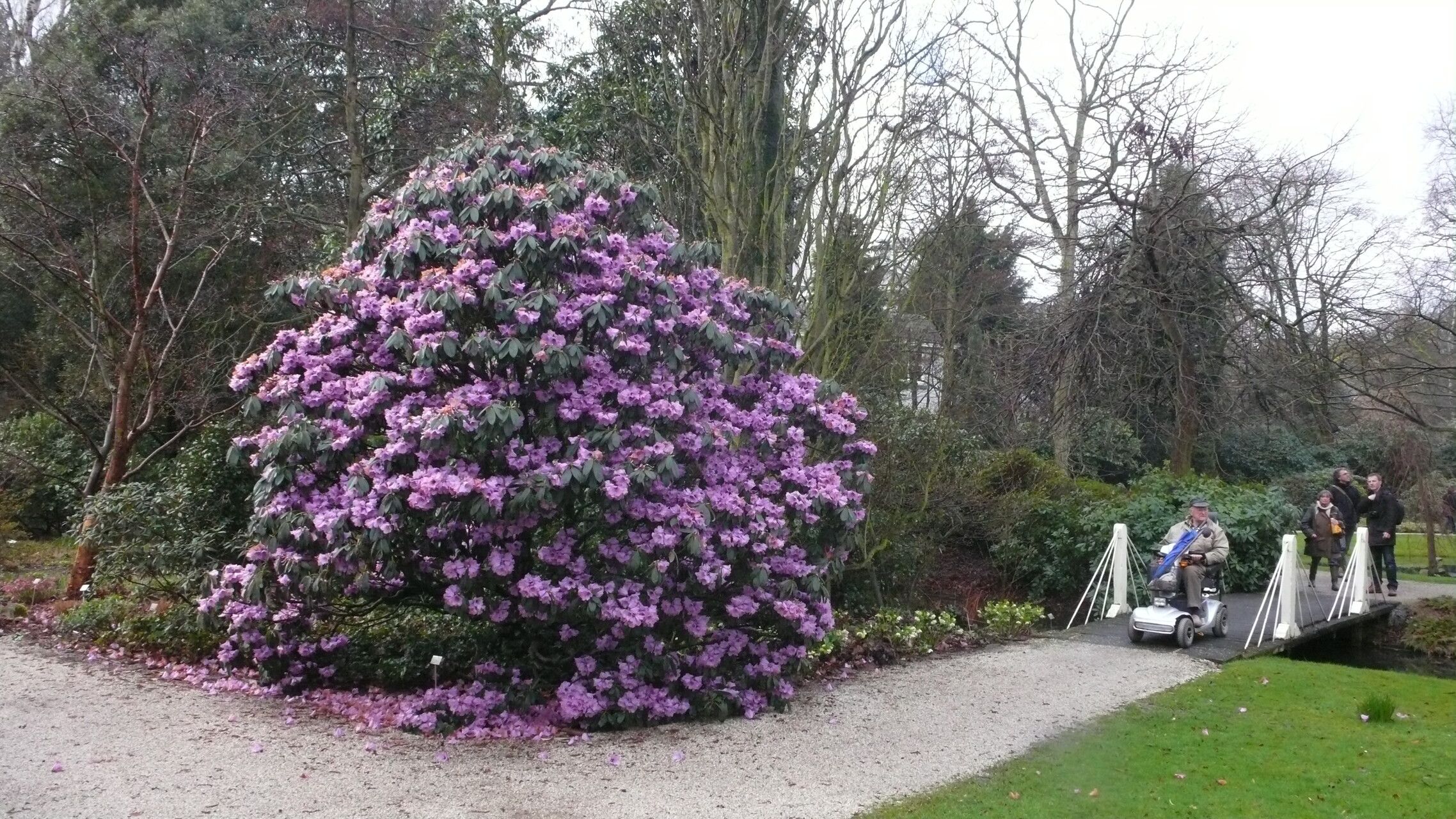 Rhododendron ririei habit