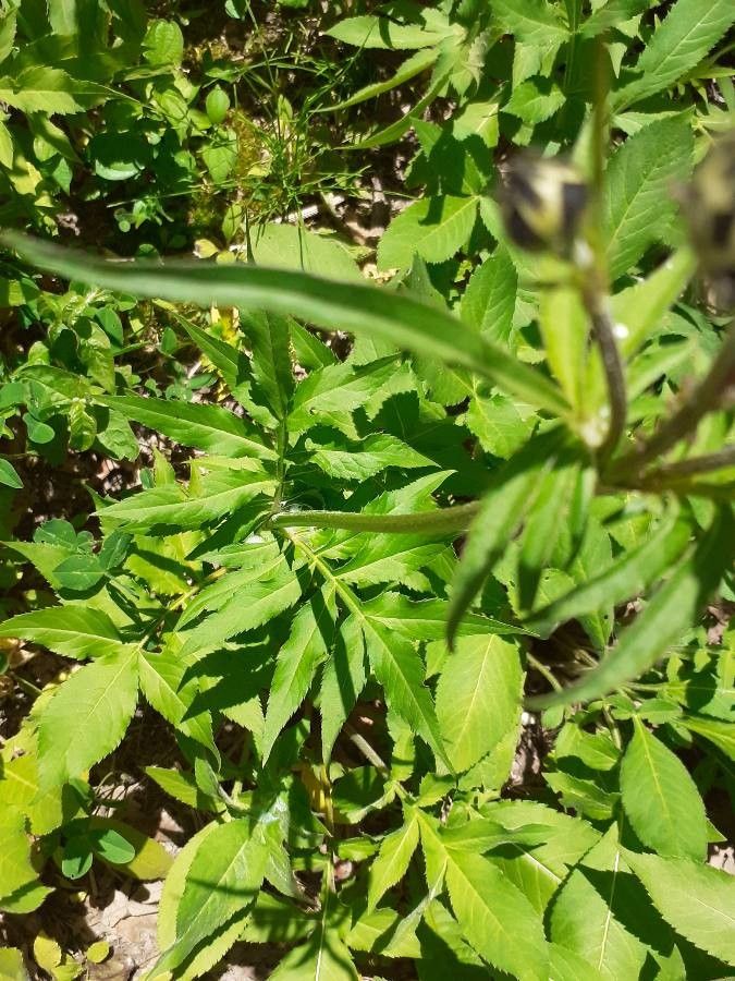 Cephalaria alpina leaf