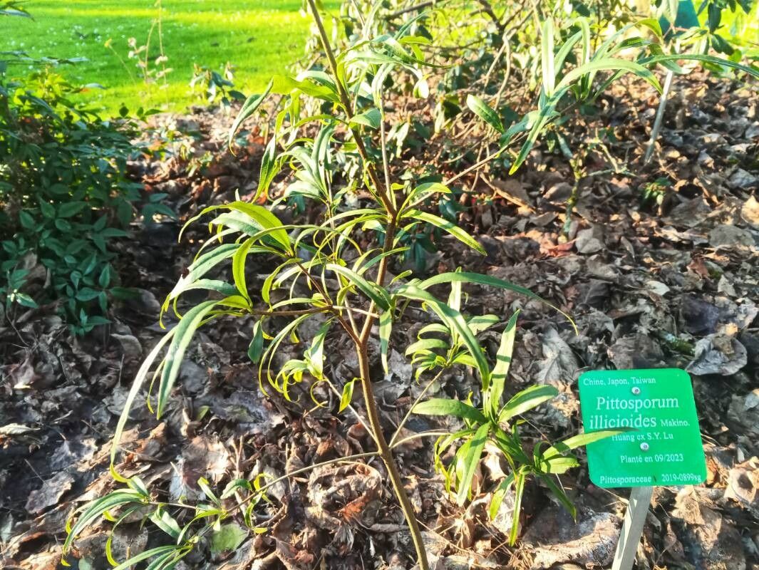 Pittosporum illicioides — search result for 'Pittosporum'