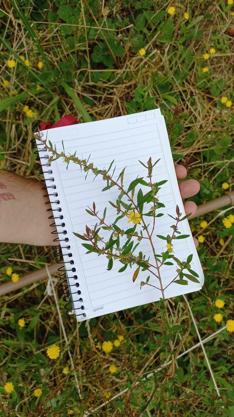 Heimia apetala habit