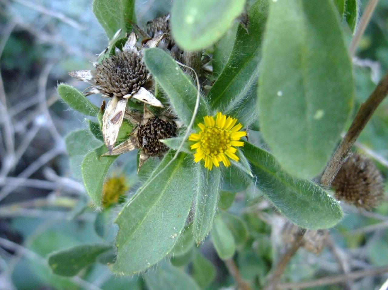 Vieraea laevigata habit