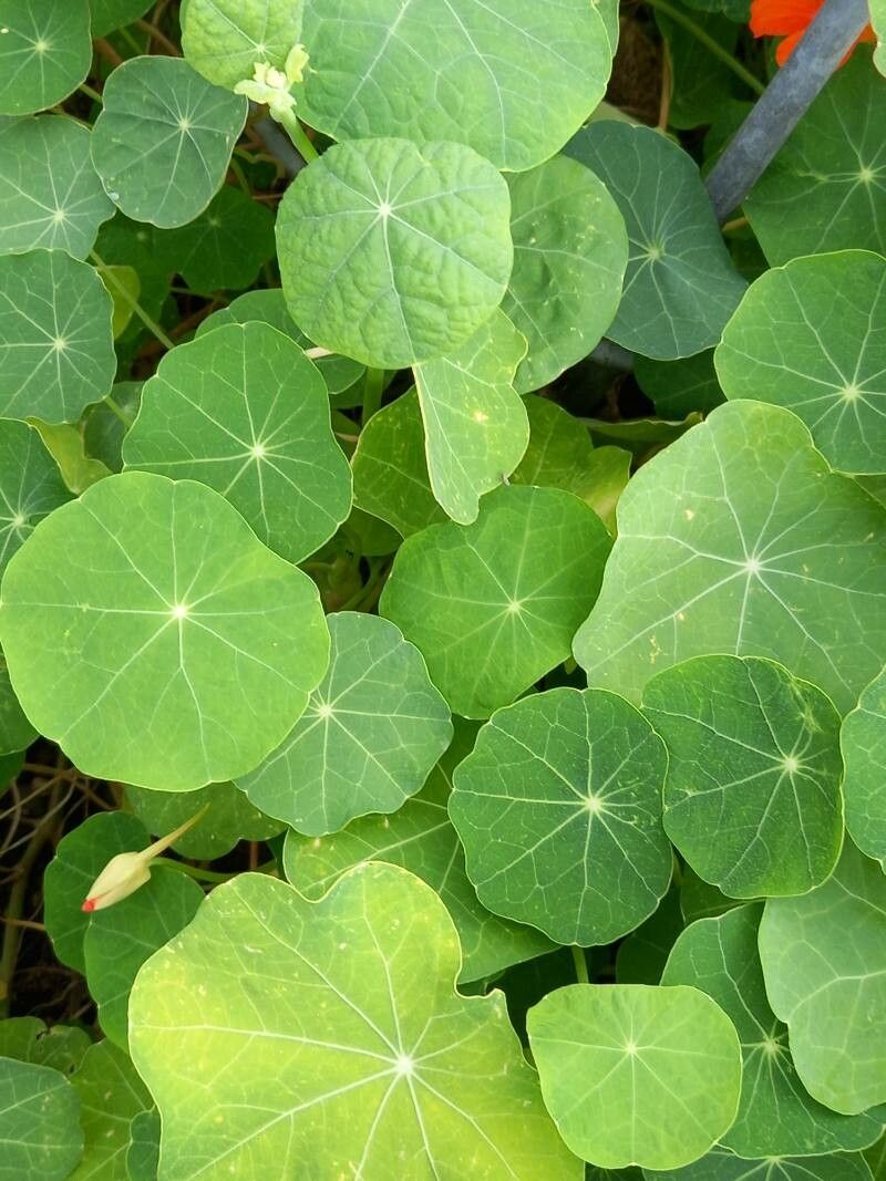 Tropaeolum peltophorum — search result for 'Tropaeolum'