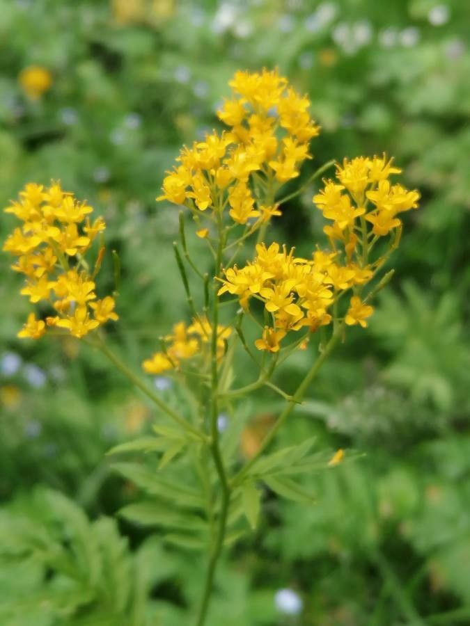 Descurainia tanacetifolia flower