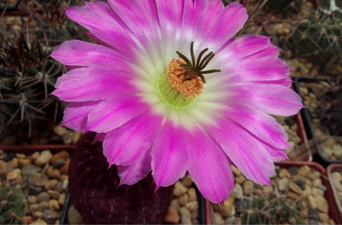 Echinocereus pectinatus flower