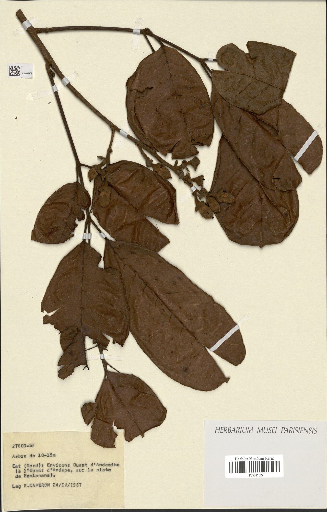 Canarium obovatum — search result for 'Canarium'