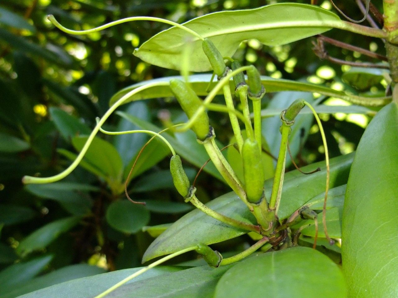 Hymenanthes catawbiensis habit