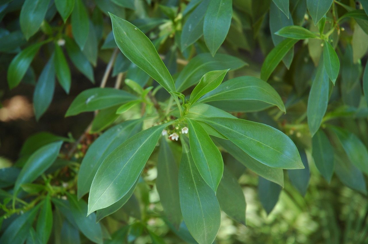 Myoporum sandwicense leaf