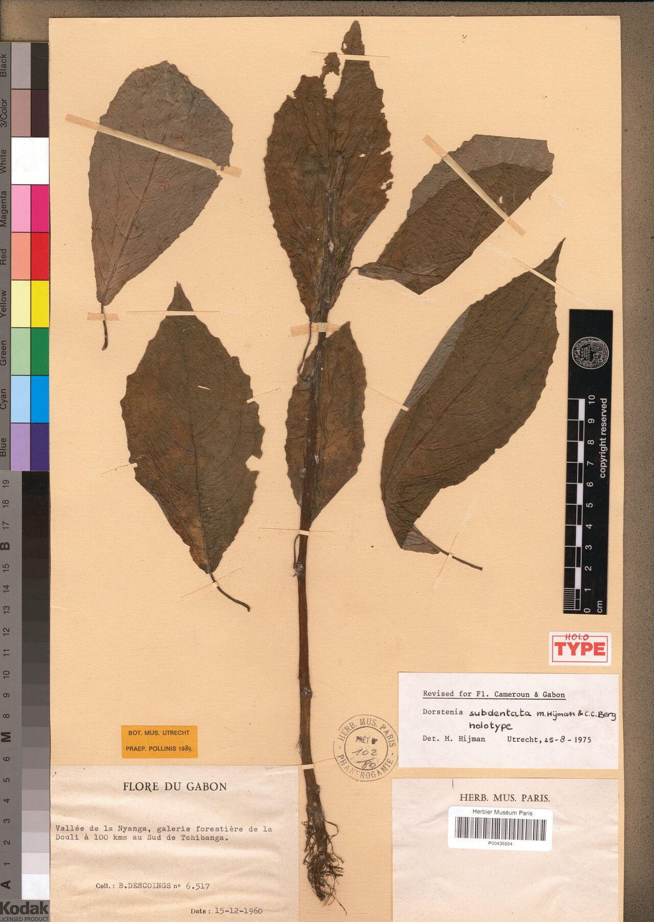 Dorstenia subdentata — search result for 'Dorstenia'