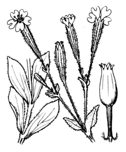 Silene requienii other