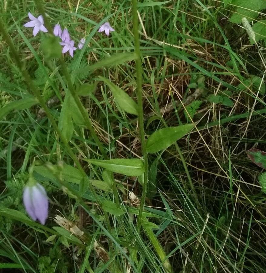 Campanula rapunculus leaf