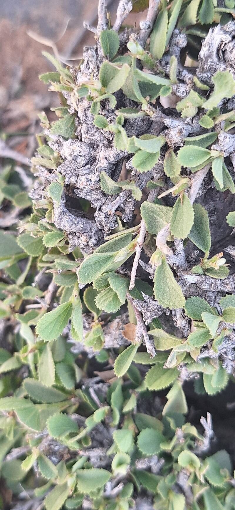 Grewia erythraea — search result for 'Grewia'