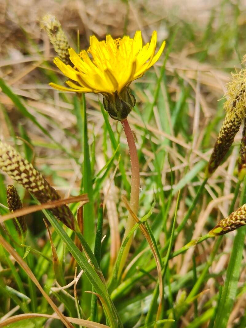 Taraxacum bavaricum flower