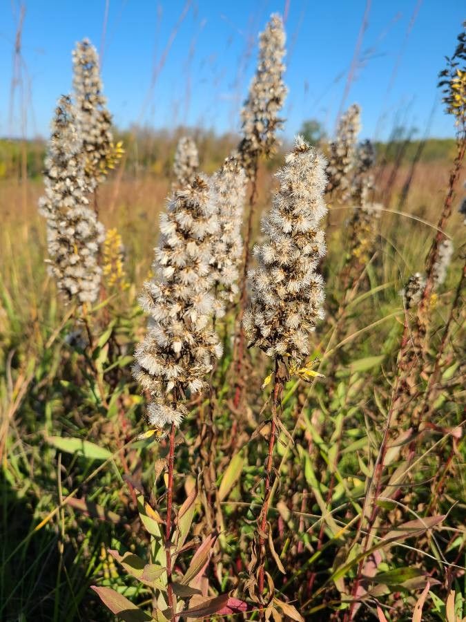 Solidago speciosa fruit