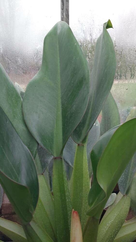 Philodendron ventricosum — search result for 'Philodendron'