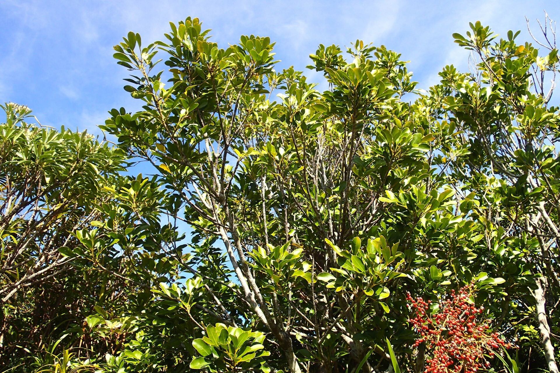 Anthocarapa nitidula habit