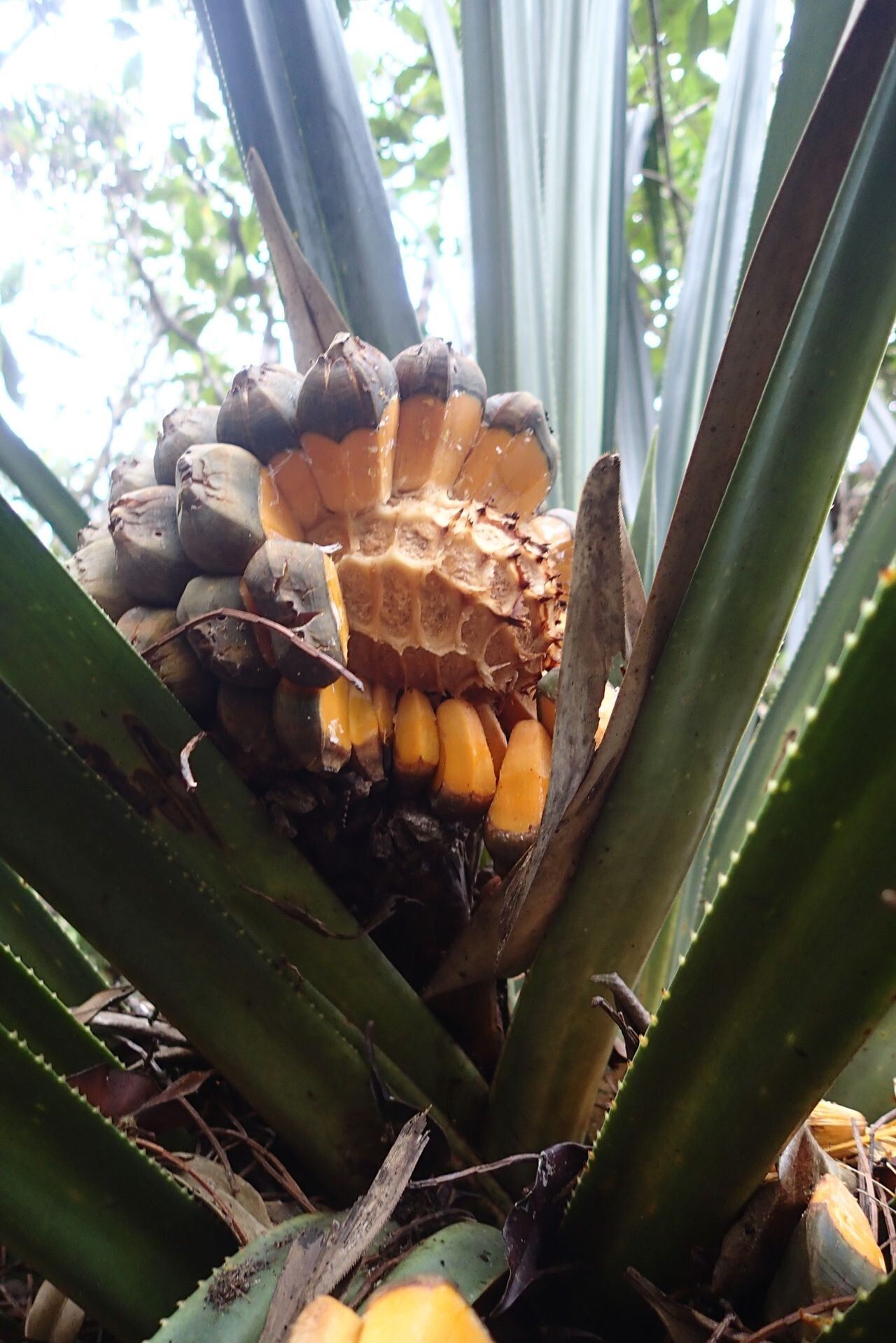 Pandanus pancheri fruit