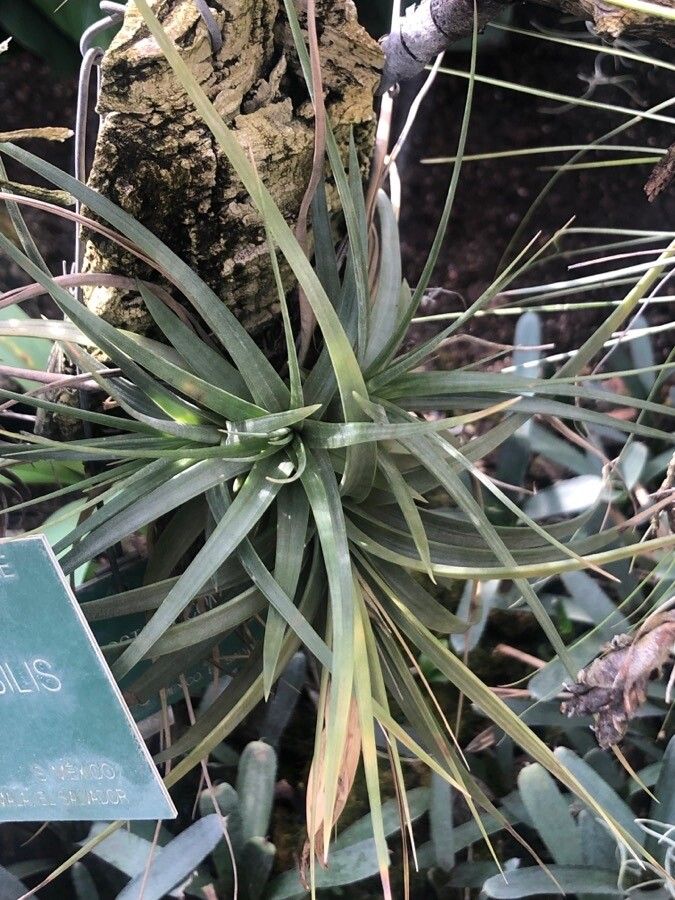 Tillandsia acosta-solisii