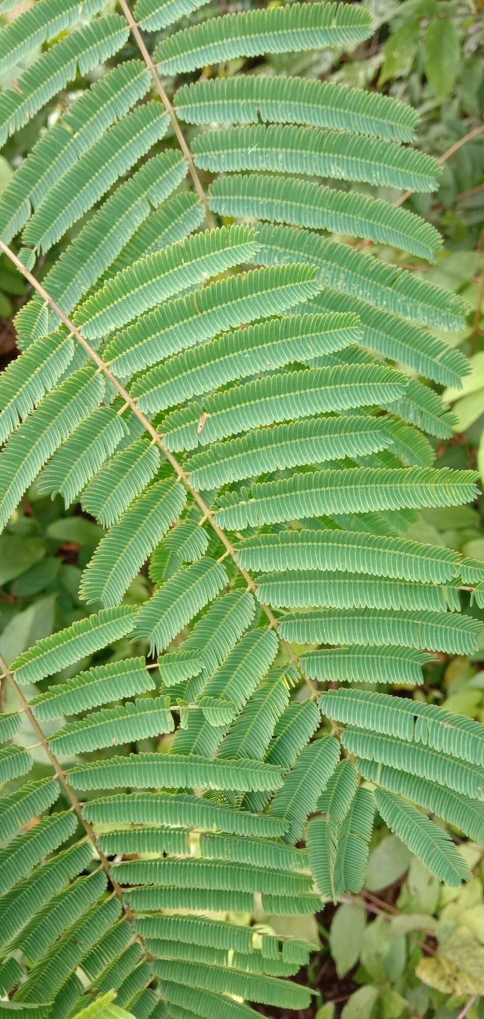 Senegalia rugata — houseplant care guide