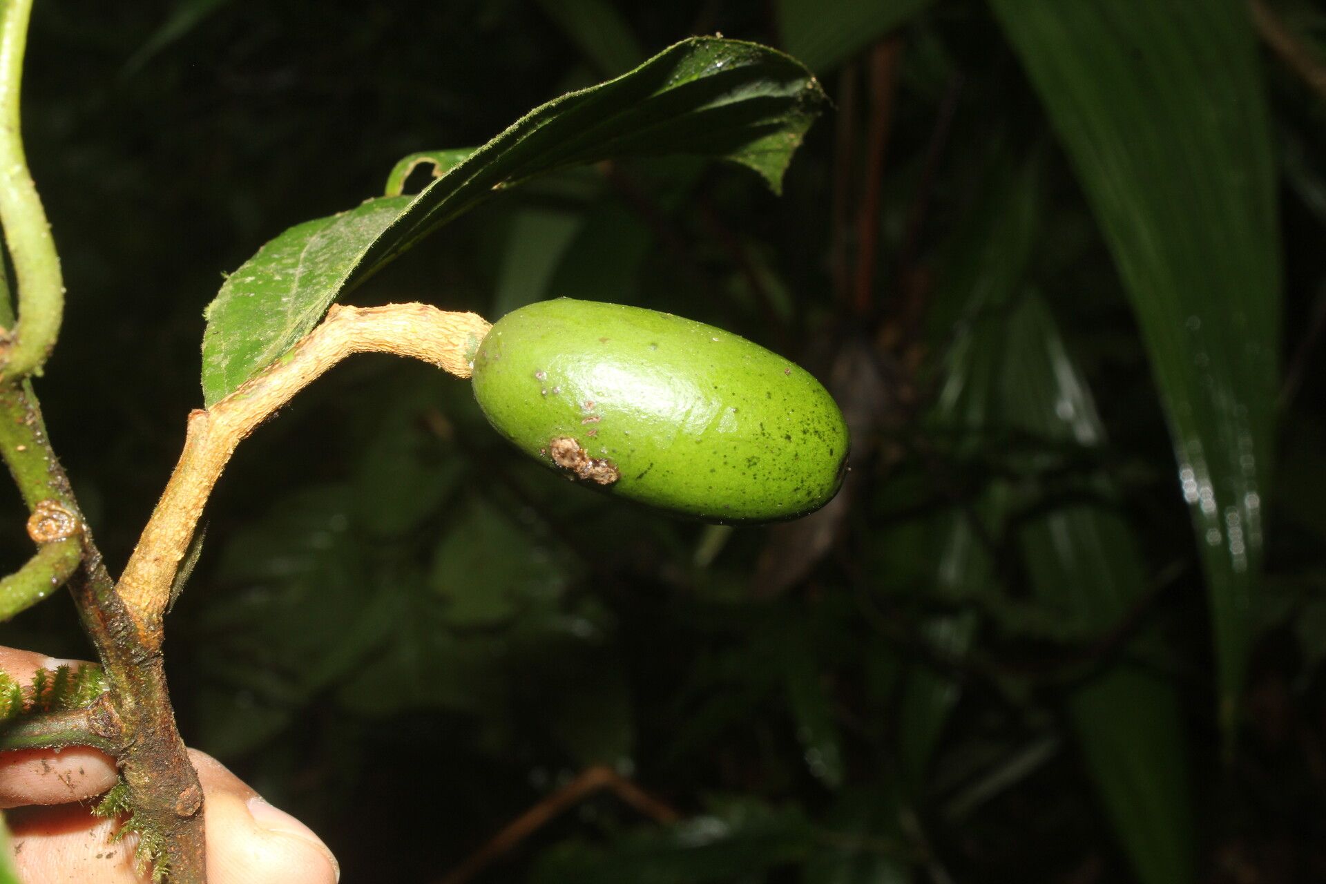 Beilschmiedia costaricensis fruit