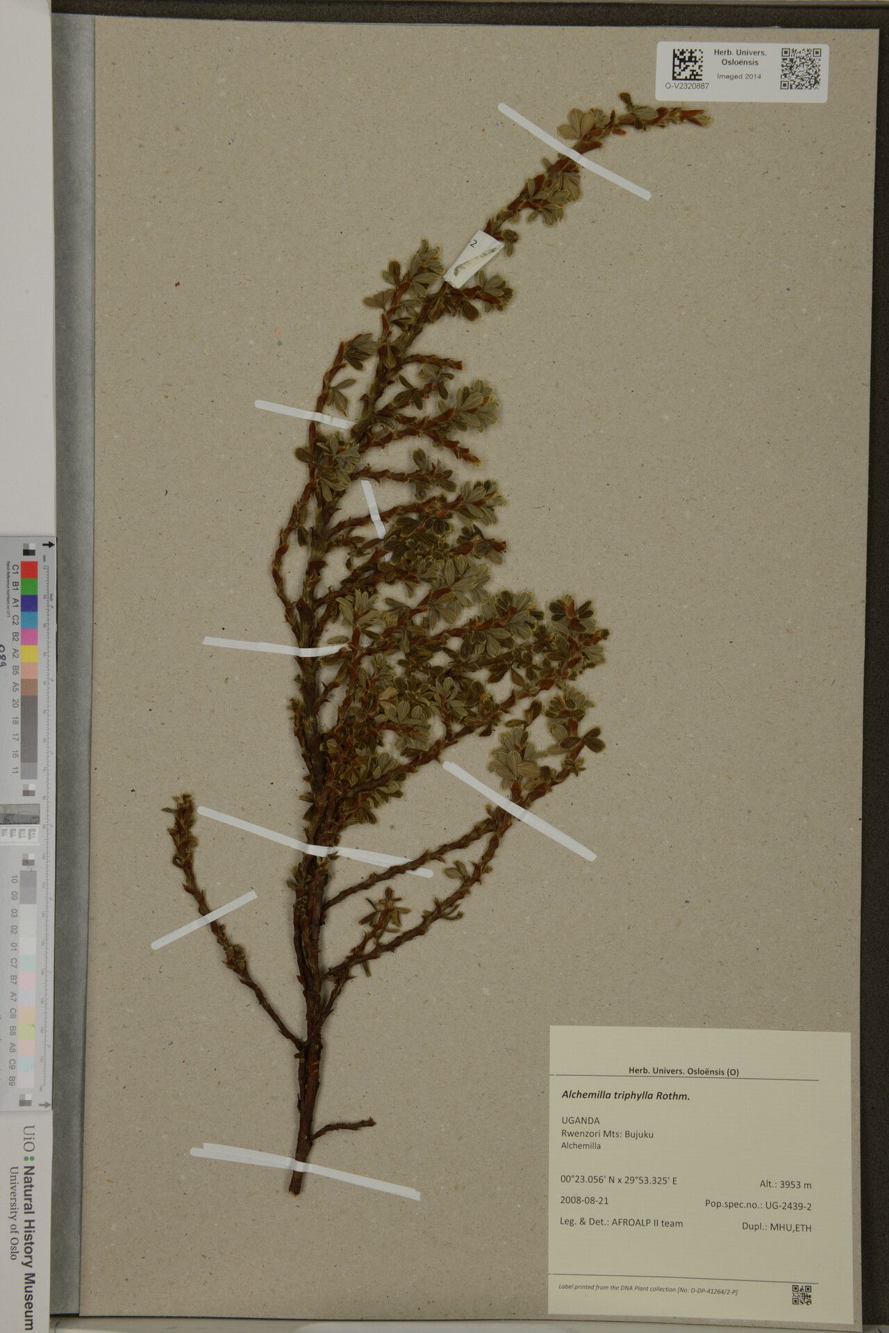 Alchemilla triphylla — houseplant care guide