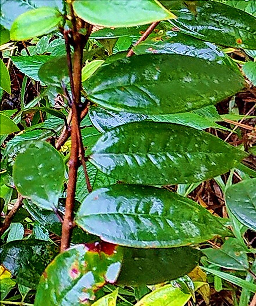 Rhodomyrtus trineura — houseplant care guide