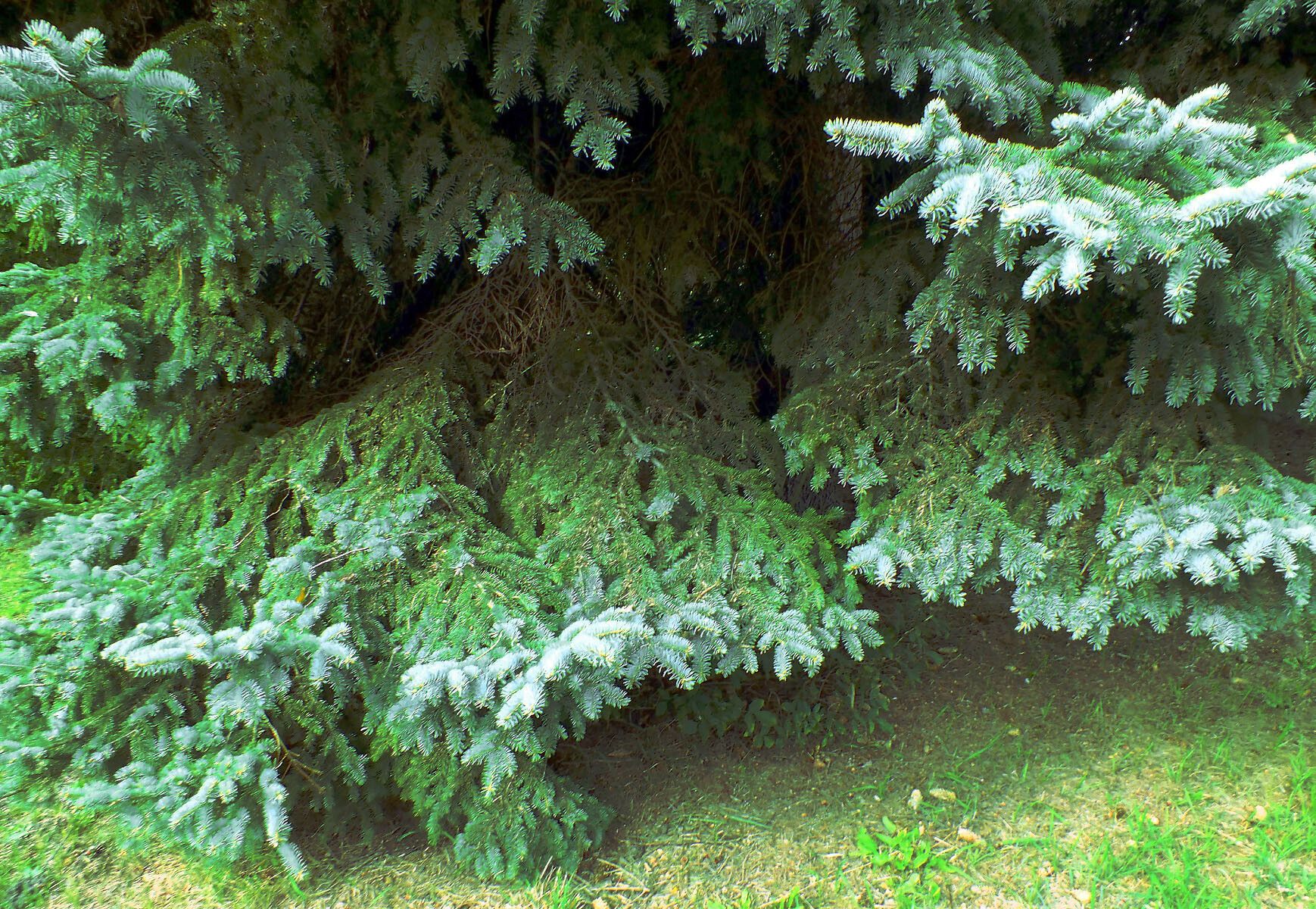 Abies magnifica habit